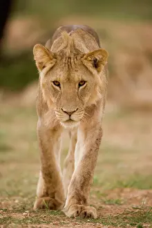Stalking: South Africa, Kgalagadi Transfrontier Park
