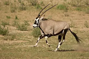 Gemsbok: South Africa, Kgalagadi Transfrontier Park