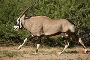 Gemsbok: South Africa, Kgalagadi Transfrontier Park