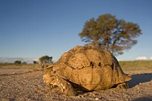 Hidden: South Africa, Kgalagadi Transfrontier Park