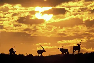 Hilltop: South Africa, Kgalagadi Transfrontier Park