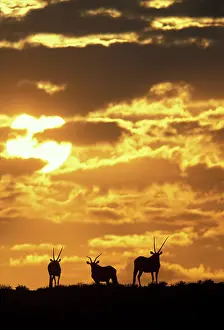 Hilltop: South Africa, Kgalagadi Transfrontier Park