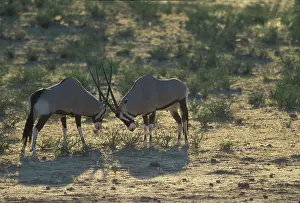 Oryx: South Africa, Kgalagadi Transfrontier Park