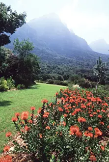 David C Dixon: South Africa - Kirsten Bosch Botanical Gardens and