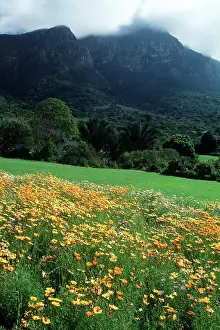 David C Dixon: South Africa - Kirstenbosch Botanical Garden, Beds