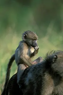 Infant: South Africa, Kruger National Park, Chacma