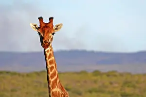 Tippelskirchi: South Africa, Kwandwe. Maasai Giraffe in
