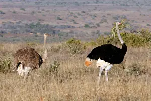 Ostrich: South Africa, Kwandwe. A pair of Southern