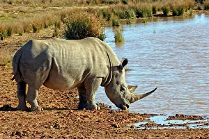 Endless: South Africa, Kwandwe. Southern White Rhino