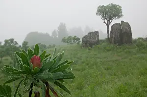 Moisture: South Africa, KwaZulu Natal Province, Royal