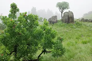 Drakensberg: South Africa, KwaZulu Natal Province, Royal