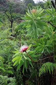 Moisture: South Africa, KwaZulu Natal Province, Royal