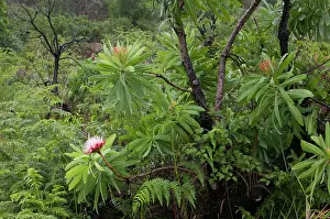 Protea: South Africa, KwaZulu Natal Province, Royal