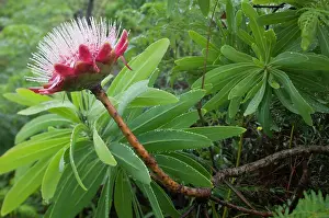 Protea: South Africa, KwaZulu Natal Province, Royal