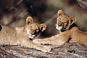 Amos: South Africa, lion cubs (Large format sizes