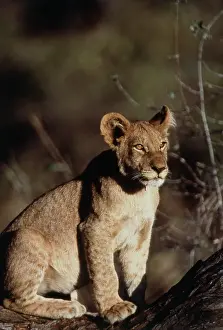 Wicker: South Africa, Lion sitting on tree trunk