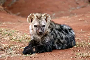 Waiting: South Africa, Madikwe. Young Spotted Hyena