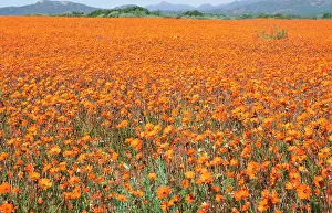 Sinuata: SOUTH AFRICA - Orange Daisies