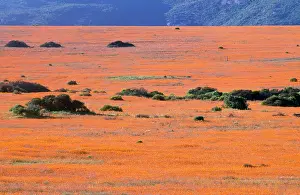 Sinuata: South Africa - orange daisies (Dimorphotheca sinuata)