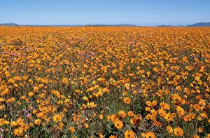 Sinuata: South Africa - orange daisies (Dimorphotheca sinuata)