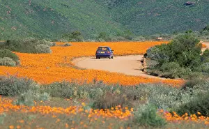 Sinuata: South Africa - orange daisies (Dimorphotheca sinuata)