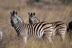 Partner: South Africa, Pilanesburg Game Reserve