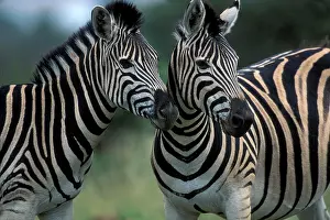 Partner: South Africa, Pilanesburg Game Reserve
