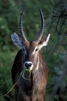 Waterbuck: South Africa, Pilanesburg Game Reserve