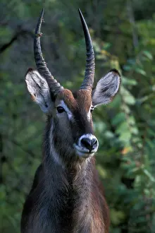 Waterbuck: South Africa, Pilanesburg Game Reserve