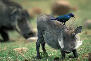 Adolescent: South Africa, Pilanesburg GR, Warthog (Pharcochoerus