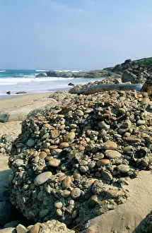 Conglomerate: SOUTH AFRICA - Robberg Peninsula