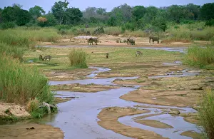 Waterbucks: South Africa - Sabie River with Elephant & Waterbuck