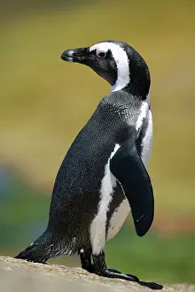 Jackass: South Africa, Simon's Town, African (Jackass)