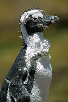 Jackass: South Africa, Simon's Town, African (Jackass)