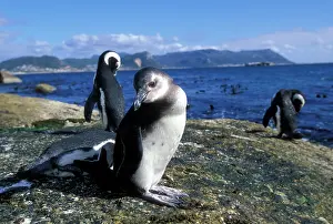 Jackass: South Africa, Simon's Town, Jackass Penguin