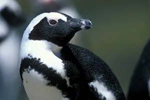 Jackass: South Africa, Table Mountain National Park