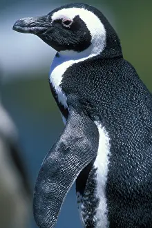Jackass: South Africa, Table Mountain National Park