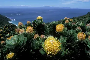 Hope: South Africa, Table Mountain National Park