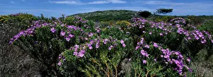 Fynbos: South Africa, Table Mountain National Park