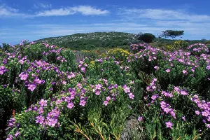 Fynbos: South Africa, Table Mountain National Park
