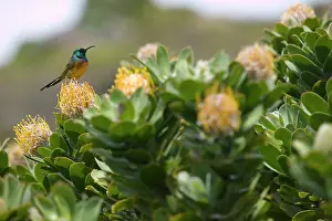 Nectarinia: South Africa, Table Mountain National Park