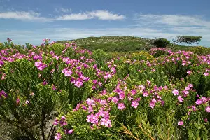 Hope: South Africa, Table Mountain National Park