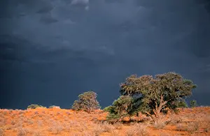 Acacias: South Africa - thunderstorm. Red dunes & Camelthorn
