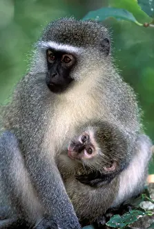 Infant: South Africa, Tsitsikamma Nat'l Park, Vervet