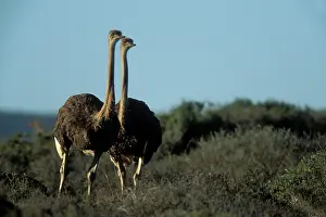 Struthio: South Africa, West Coast National Park