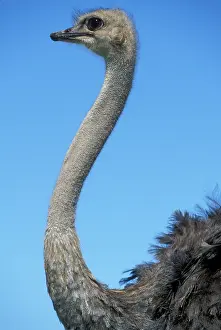 Ostrich: South Africa, Western Cape Province, Ostrich