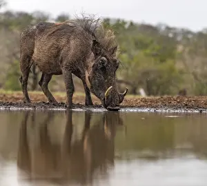 Boar: South Africa, Zimanga, A common warthog (Phacochoerus
