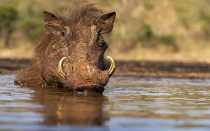 Boar: South Africa, Zimanga, A common warthog (Phacochoerus