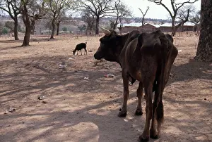 Starvation: South African Drought
