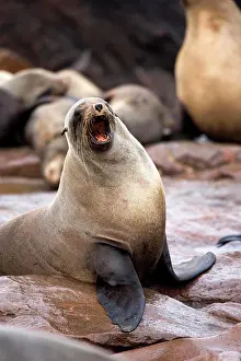 Arctocephalus: South African Fur Seal (arctocephalus pusillus)